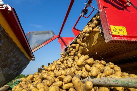 Potato harvesting by Elodie Früh-Kartoffeln im Rhein-Pfalz-Kreis