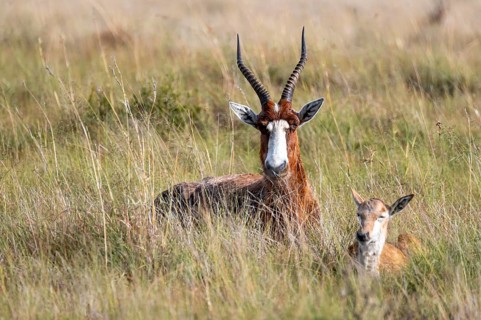 Blessbuck (Damaliscus pygargus phillipsi), adult with juvenile, Mountain Zebra National Park,