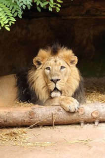 A calm lion lies on a log in a cave, surrounded by straw, lion (Panthera leo), male, portrait,