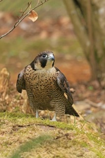 Peregrine Falcon (Falco peregrinus), Neuschönau, Bavaria, Germany, Captive
