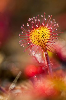 Brosswort, Bullwort, Drosera rotundifolia, Droseraceae, Lord's Spoon, Sky Spoon, Sky Dew, Roundleaf