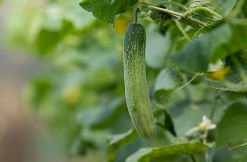 Fresh green cucumber (Cucumis sativus) growing on a vine, Sreepur, Gazipur, Bangladesh
