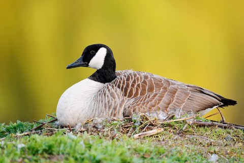 Canada goose (Branta canadensis) sitting brooding on the nest, North Rhine-Westphalia, Germany