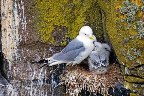Animals, birds, gulls, a three-toed gull with chicks at its nest on a cliff face (Rissa
