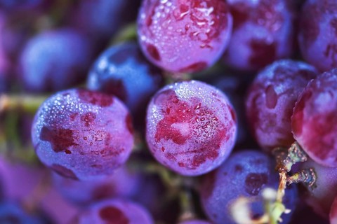 Close up of dewy red grapes
