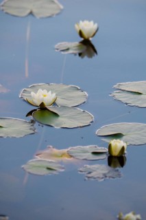 Water lilies (Nymphaea), Ongeltjørn, Telemark, Norway