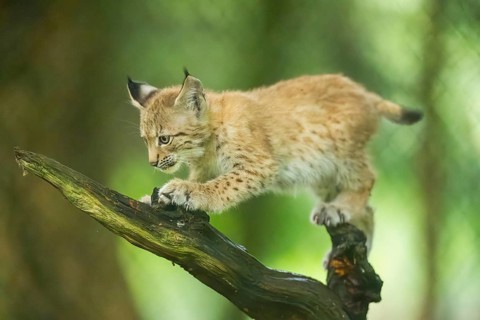 Eurasian lynx (Lynx lynx) youngster (cub) climbing on an old wrotten root in a forest, Bavaria,