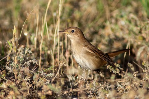 Luscinia Luscinia, sprouts, thrush nightingale, birds, Bulgaria, passeri, songbirds, birds