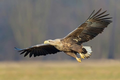 White-tailed eagle, hawk family, animals, birds, birds of prey, (Haliaeetus albicilla), biotope,