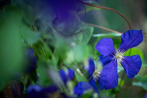 Purple clematis, family Ranunculaceae, Chelsea Physic Garden, historic botanical garden, the oldest