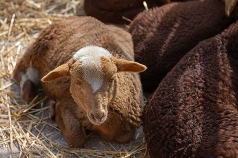Lamb of the Red Mallorcan sheep breed (Catalan: Ovella Roja Mallorquina), an endangered native