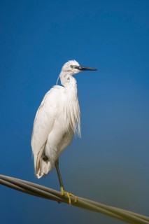 Egretta Garzetta, Granelli, Italy, Little Egret, Pantani Cuba and Longarini, Little Egret,