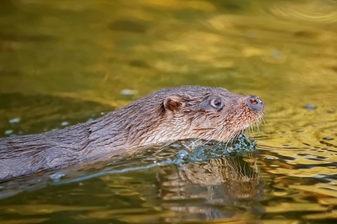 Eurasian otter or European otter (Lutra lutra), swimming, Germany