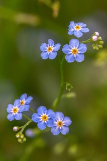 Boraginaceae, borage family, myosotis scorpioides, broadleaf family, swamp forget-me-not, flora,