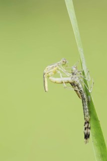 Willow Emerald Damselfly (Chalcolestes viridis) hatching, hatching, larva, dragonfly larva, North