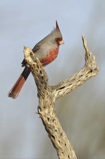 Pyrrhuloxia (Cardinalis sinuatus) male, Arizona, USA