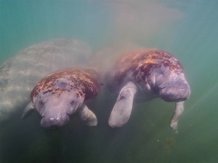 Two manatees, round-tailed manatees (Trichechus manatus), juveniles, swimming side by side in murky