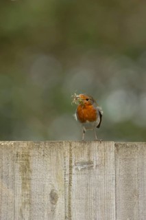 European robin (Erithacus rubecula) adult garden bird on a fence with nesting material in its beak