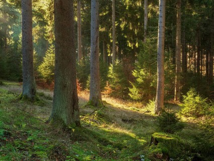 Spruce forest with natural rejuvenation in the warm evening sun, Thuringian Forest, Thuringia,