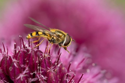Common hoverfly (Eupeodes corollae) adult insect feeding on a garden Allium flower in summer,