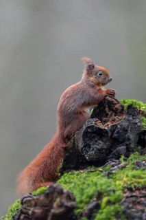 A tree root serves as an observation point for the squirrel (Sciurus vulgaris), sweet, cute,