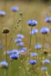 Mountain sandrapunzel, mountain clove, mountain sandbell, campanulaceae, bellflower, jasione