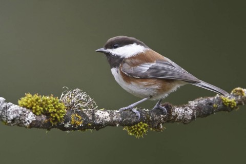Chestnut-backed Chickadee (Poecile rufescens), British Columbia, Canada