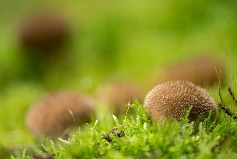 Hedgehog bovist, hedgehog dust, lycoperdon echinatum, dust, fungi, fungus, mushrooms, spiny