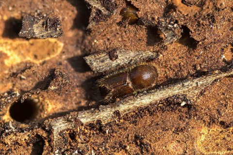 Letterpress, curculionidae, European spruce bark beetle, spruce bark beetle, large eight-toothed