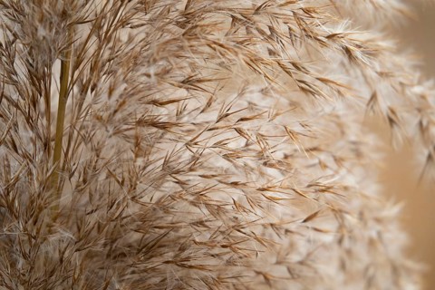 Common reed (Phragmites australis) close up of a seed head, Suffolk, England, United Kingdom