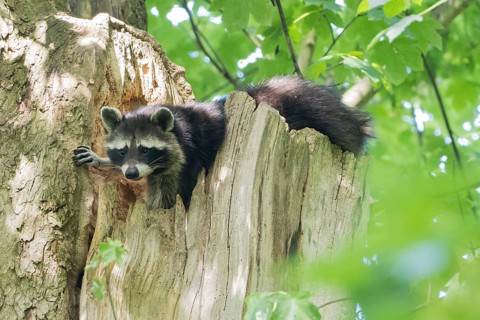 A raccoon (Procyon lotor) peeks out of a tree hollow in the forest, surrounded by green leaves,