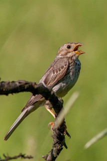 Corn Bunting, Emberiza Calandra, Grilled Bunting, Miliaria Calandra, Birds, Bulgaria, Song, High