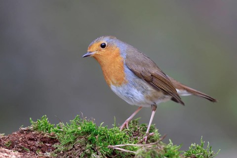 European Robin (Erithacus rubecula), North Rhine-Westphalia, Germany