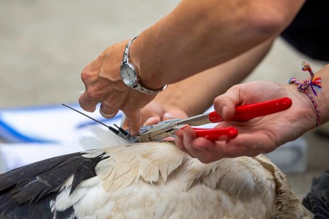 Fitting a GPS tracking device to a white stork, tagging white storks (Ciconia ciconia), Lake