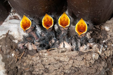 Hirundo rustica, house martin, swallow, birds, breed, brood, adolescent, young animal, juvenile,