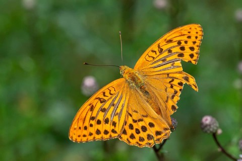 Argynnis paphia, imperial mantle, silver-washed fritillary, flown off, damage, butterfly, insects,