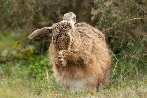 European brown hare (Lepus europaeus) adult animal washing its face in grassland, England, United