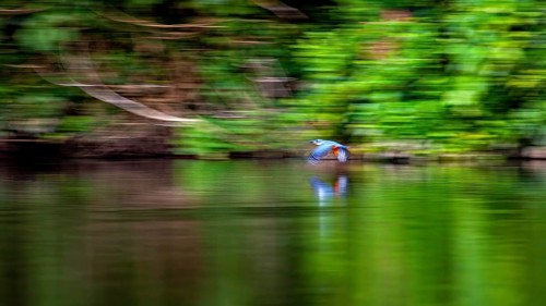 A bird flies over a river set against a lush green backdrop, with reflections on the water: a