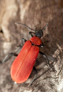 Black headed cardinal beetle, fire beetle, pyrochroa coccinea, scarlet fire beetle, beetle,