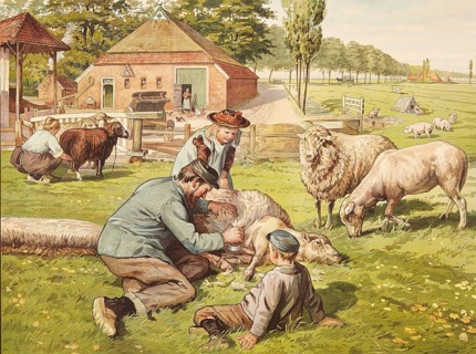 Traditional farm scene in rural Holland in the early 20th century. A farmer shears a sheep in a