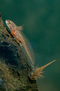 Threaded newt, Lissotriton helveticus, palmate newt, triturus helveticus, amphibians, caudata, high