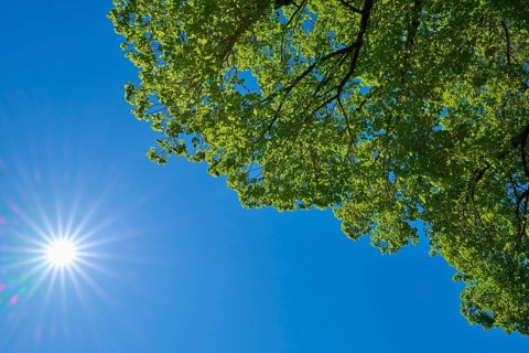 Sunny daytime sky with bright sunlight and green canopy, Lohr am Main, Schneewittchenstadt,