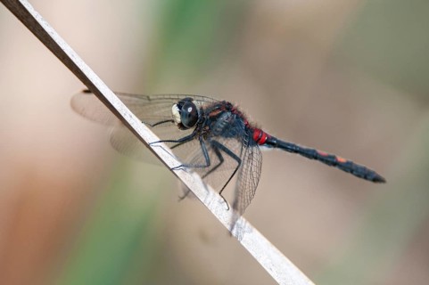 Little moss maiden, leucorrhinia dubia, white-faced darter, anisoptera, damselflies, dragonflies,