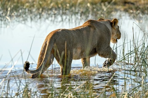 A lioness (Panthera leo) in the water near Atzaró Camp, Okavango Delta, North-West District,