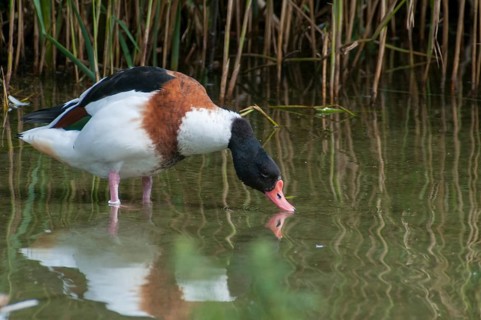 Brandgoose, Shelduck, Tadorna Tadorna, Anatidae, Birds, Duckbirds, Goose, Geese, Birds, Waterbirds