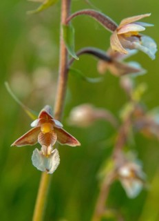 Common marsh root, epipactis palustris, orchidaceae, orchids, orchid family, swamp sitter, marsh