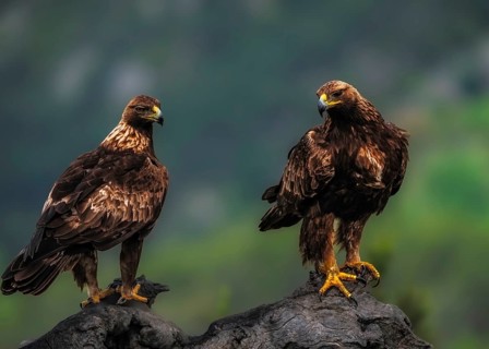 Golden eagle (Aquila Chrysaetos), a pair of golden eagles foraging together in the foothills of the