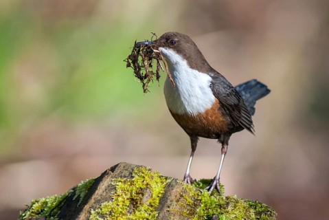 Cinclus cinclus, dippers, birds, passeri, songbirds, songbirds, birds