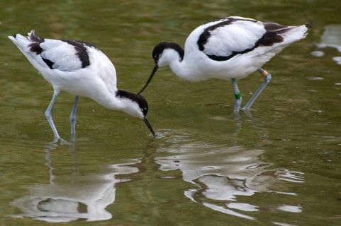 Avocet, Recurvirostra avosetta, saber beaks, birds, charadriiformes, limikolen, birds, waders,