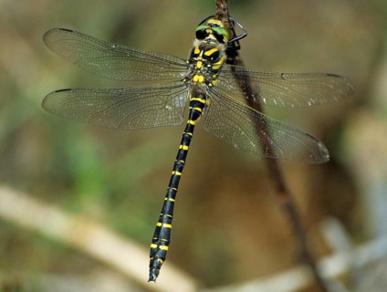 Cordulegaster Boltoni, Golden-ringed Dragonfly, Two-Striped Spring Maiden, Anisoptera, Damselflies,